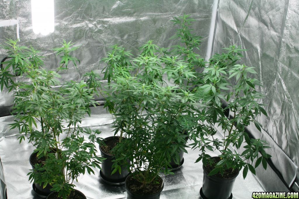 Cross1420 Grow Room