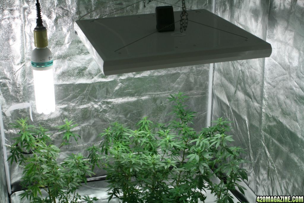 Cross1420 Grow Room