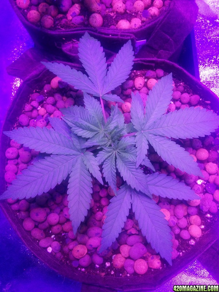 Crown Royale 2017 grow