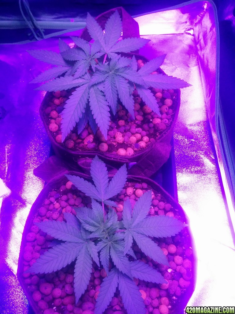 Crown Royale 2017 grow