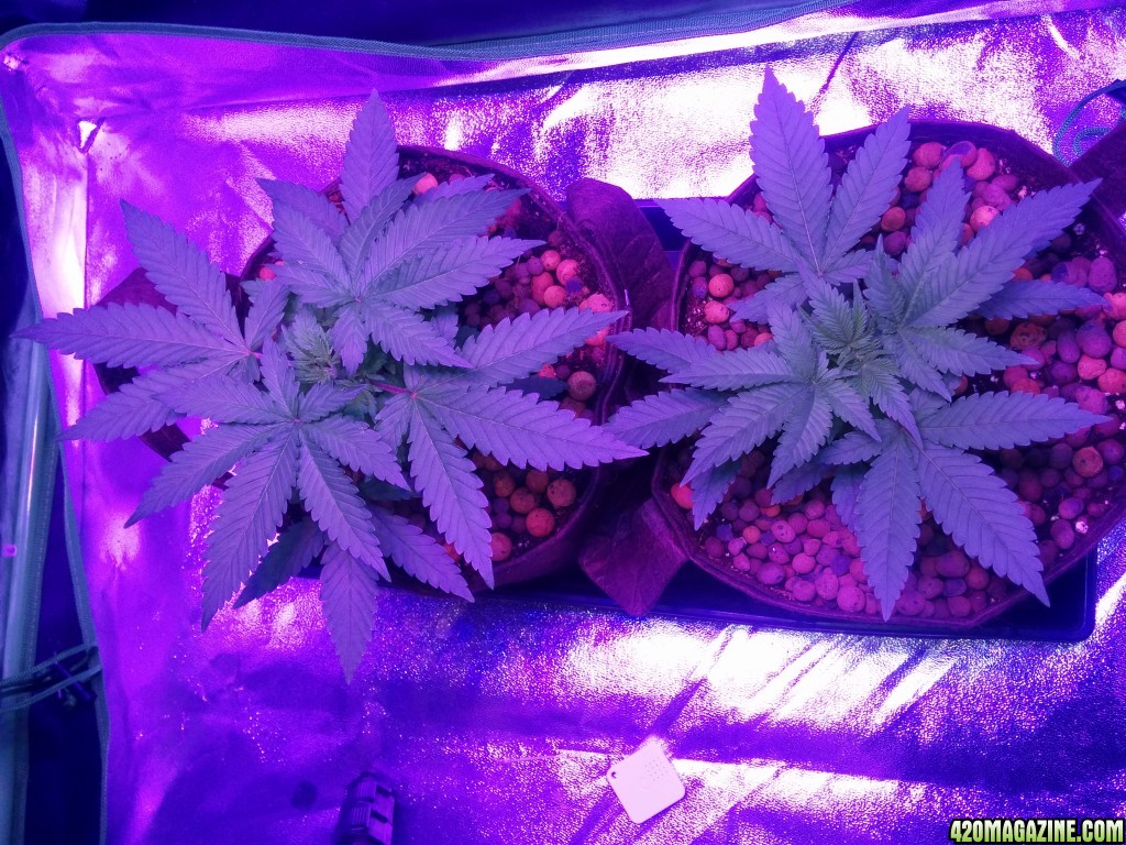 Crown Royale 2017 grow