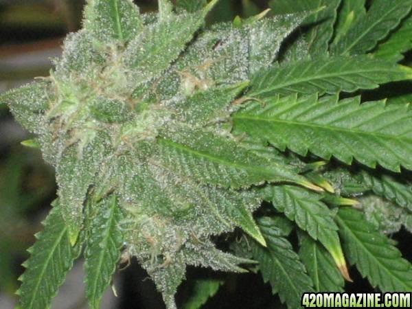 Crystally Cola Closer