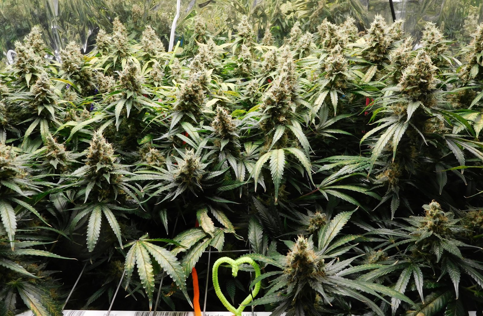 CT Day 67 flower (2).JPG