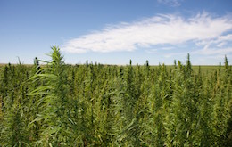 CTCO-Hemp-Field-Sept-2014