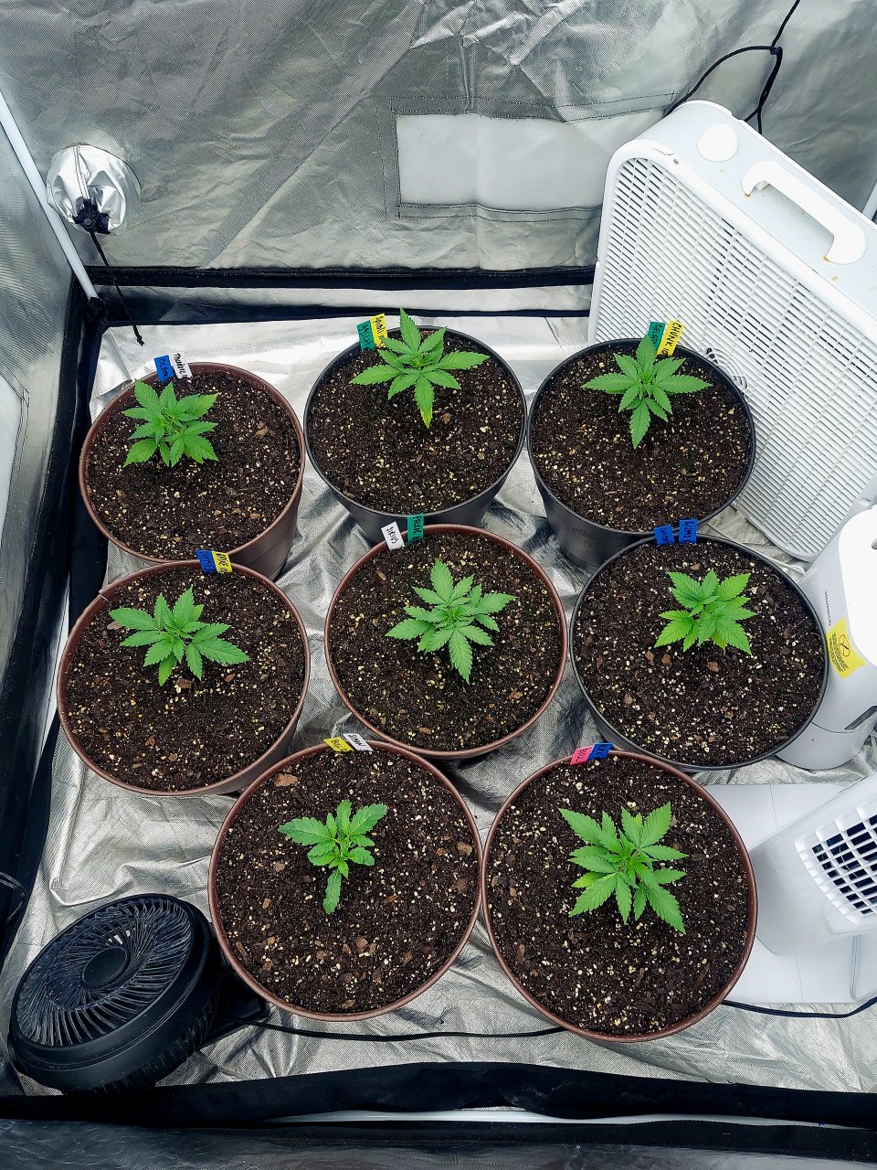 Cultiuana CT-720 Grow Journals