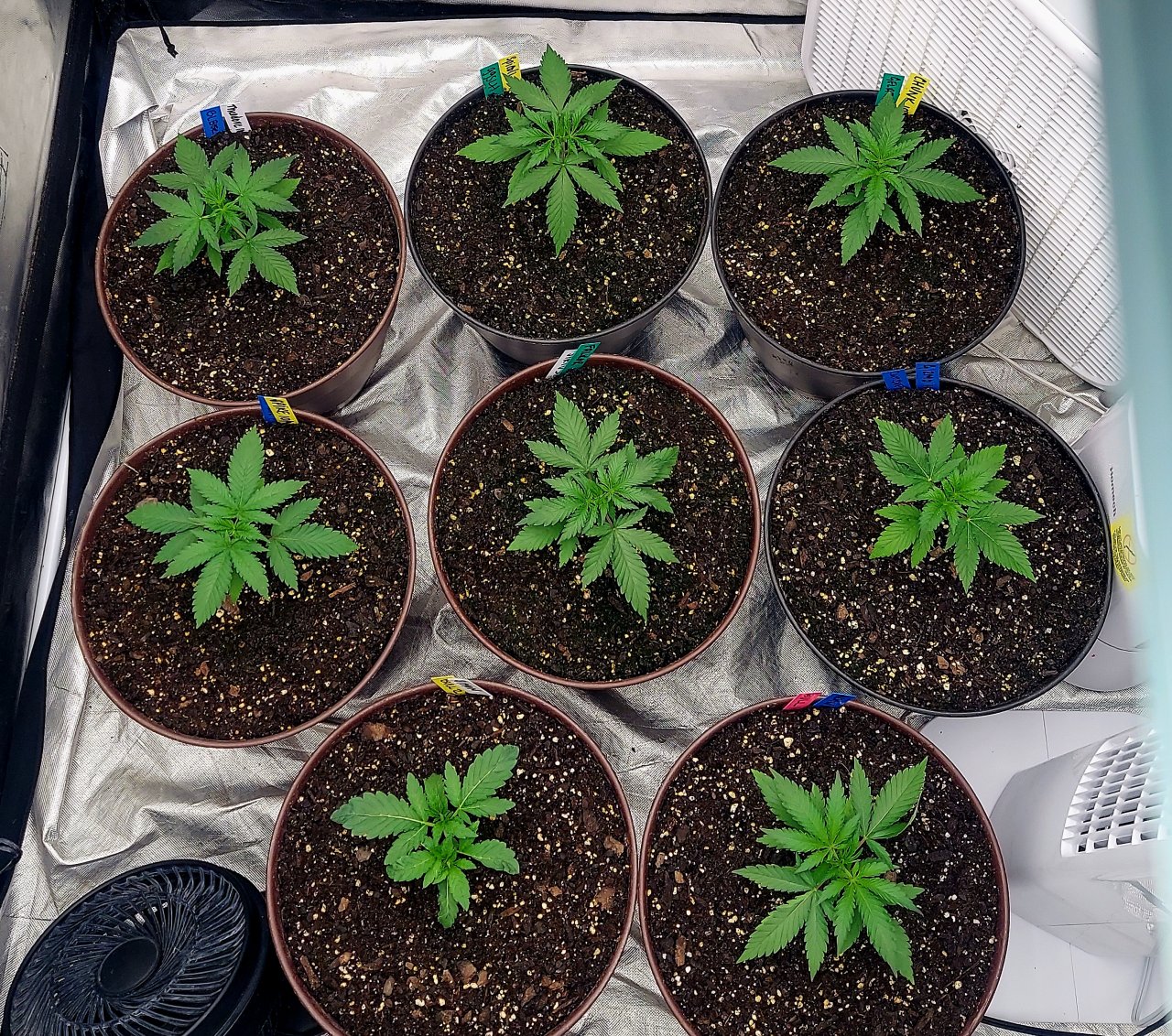 Cultiuana CT-720 Grow Journals