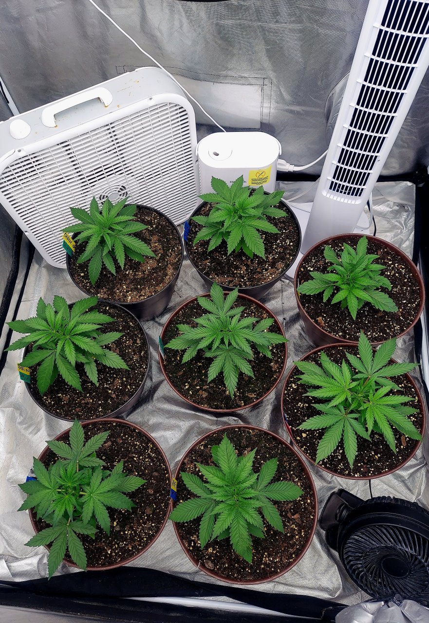 Cultiuana CT-720 Grow Journals