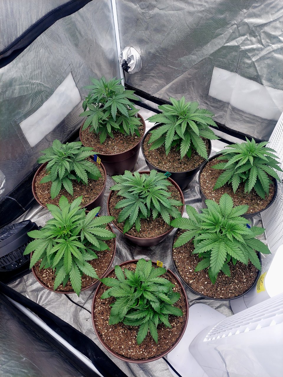 Cultiuana CT-720 Grow Journals