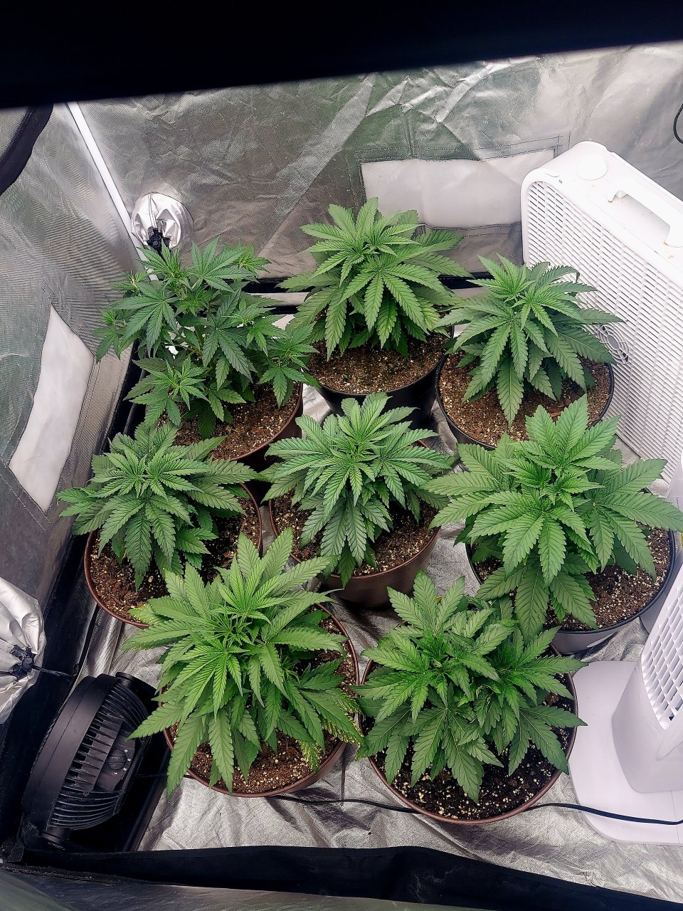 Cultiuana CT-720 Grow Journals