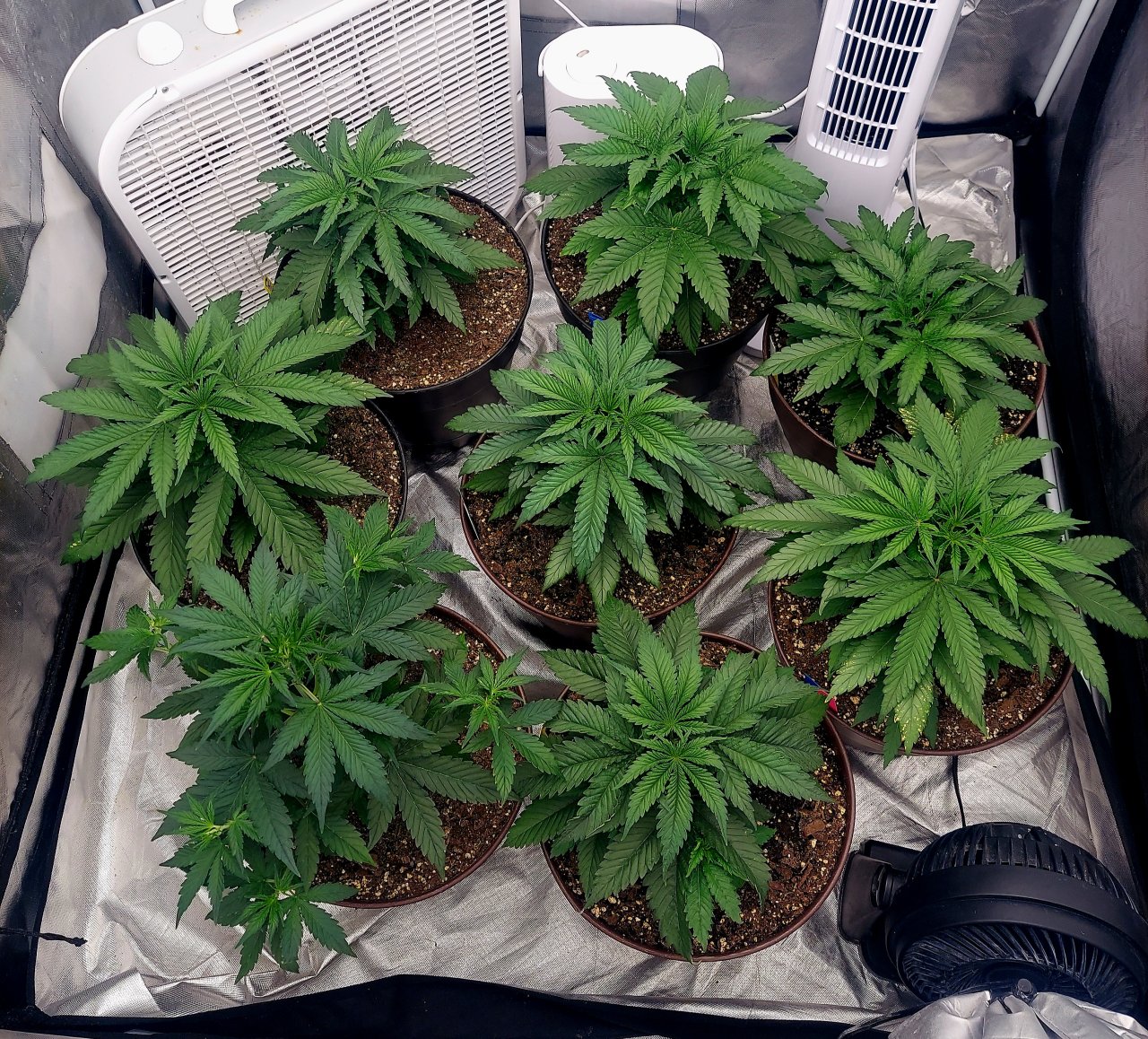 Cultiuana CT-720 Grow Journals