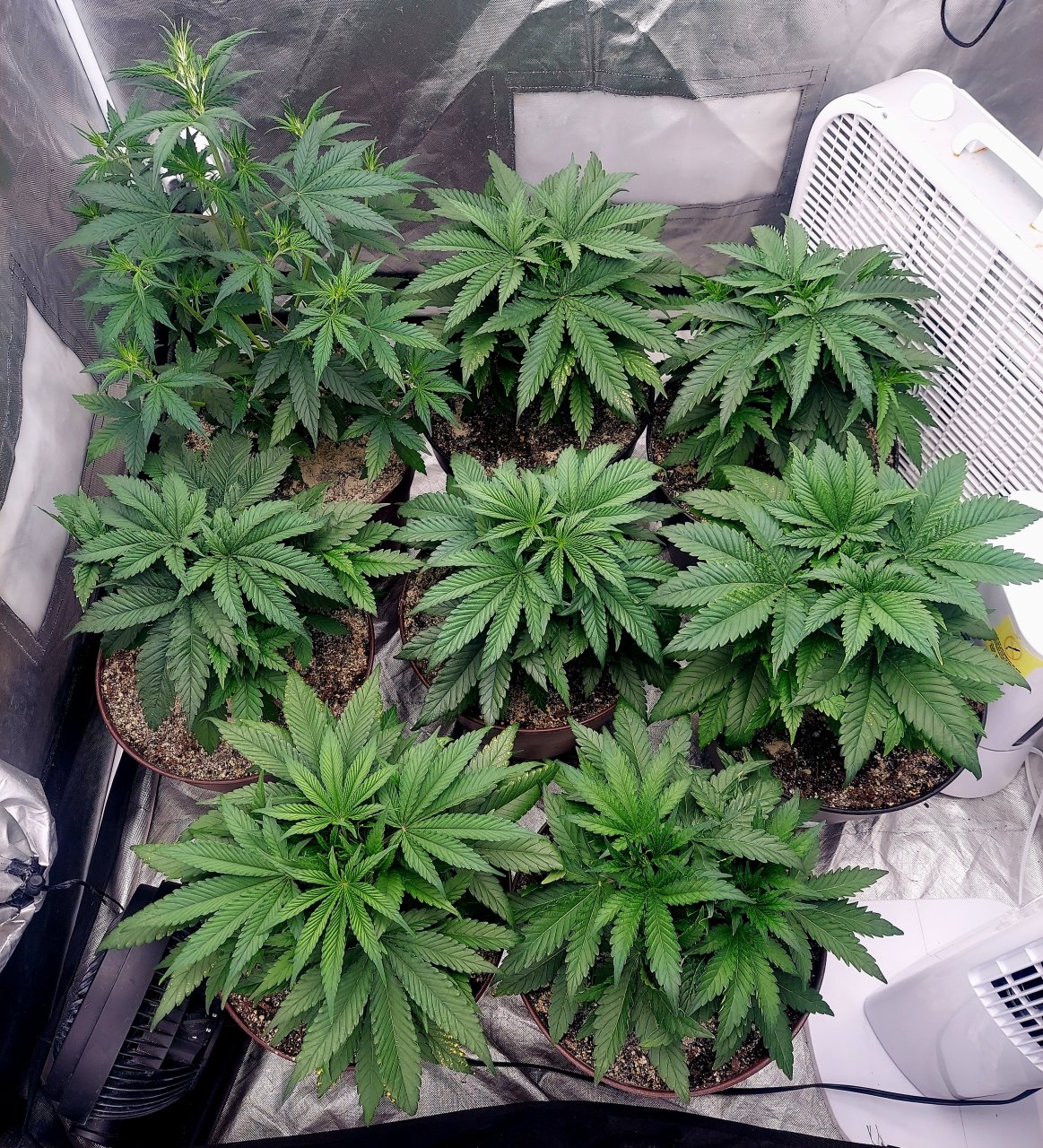 Cultiuana CT-720 Grow Journals