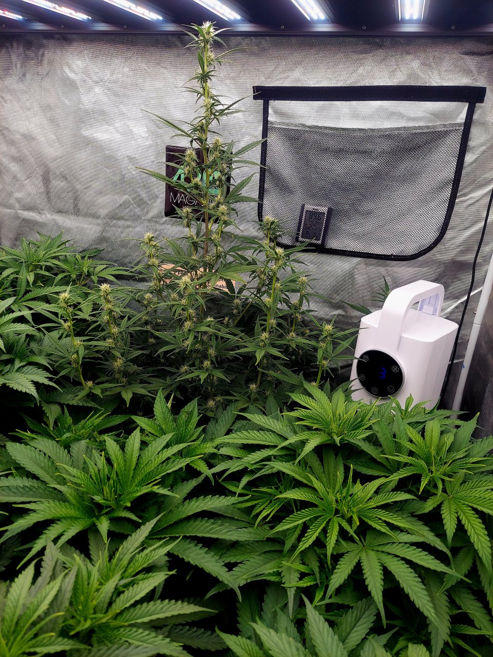 Cultiuana CT-720 Grow Journals