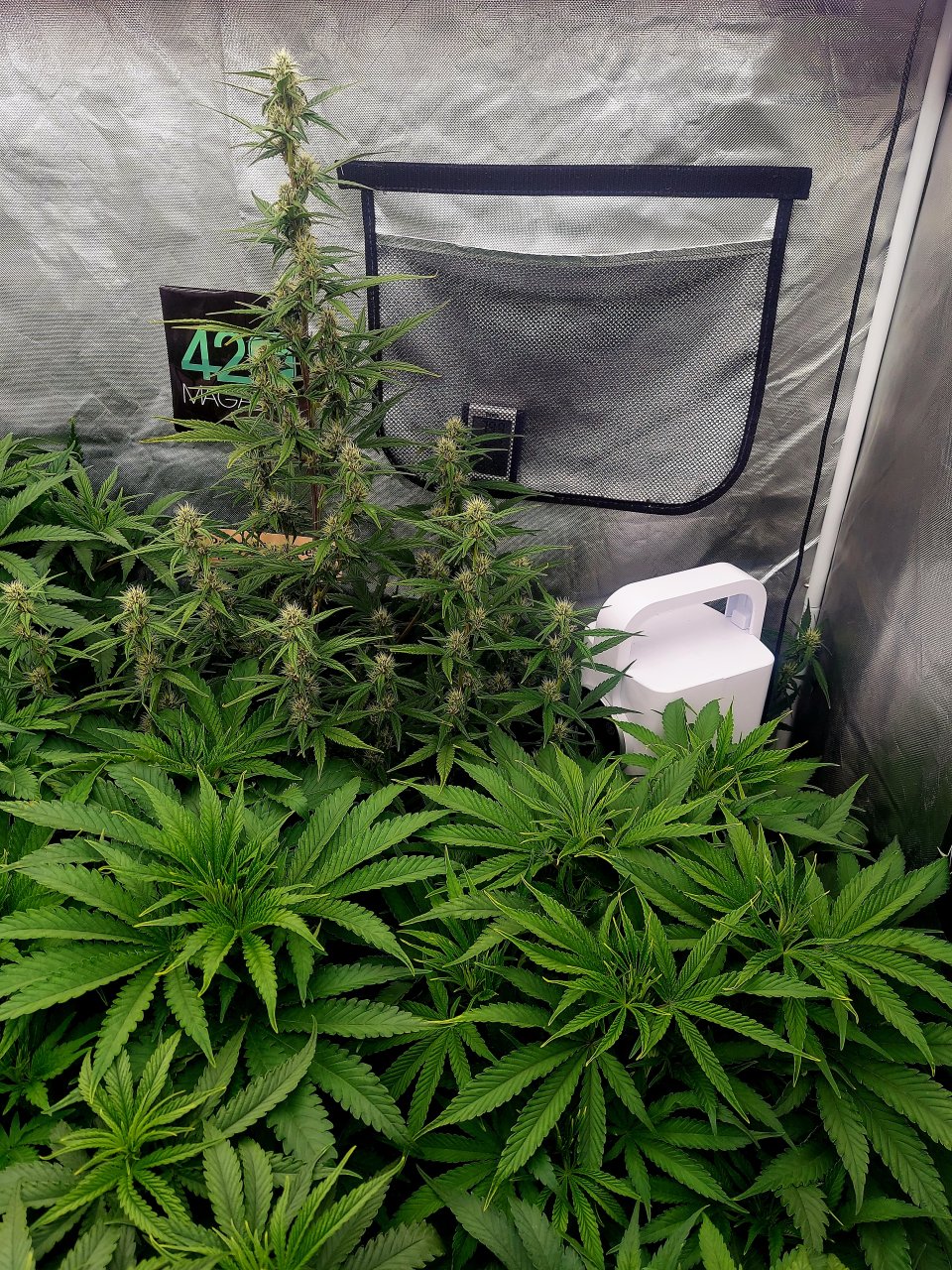 Cultiuana CT-720 Grow Journals