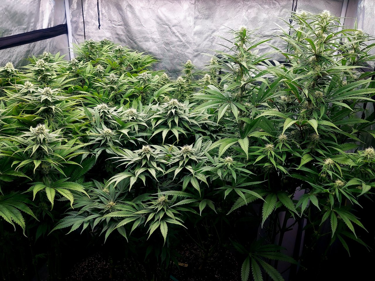 Cultiuana CT-720 Winter Grow 22-23