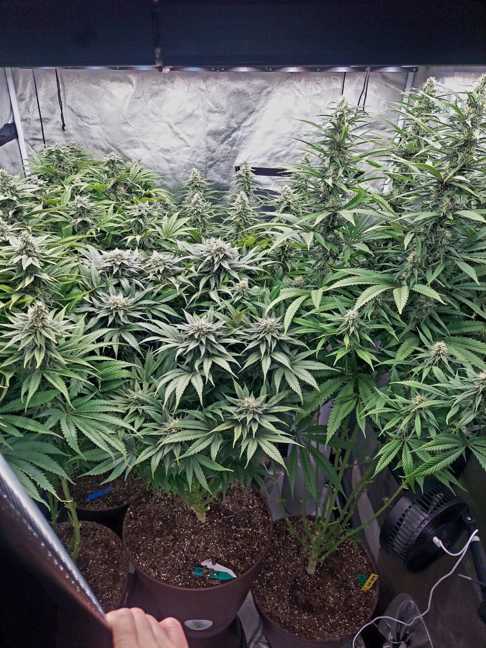 Cultiuana CT-720 Winter Grow 22-23