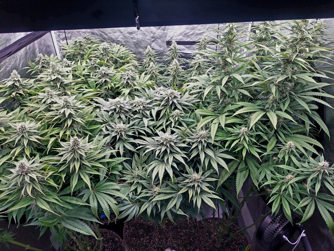 Cultiuana CT-720 Winter Grow