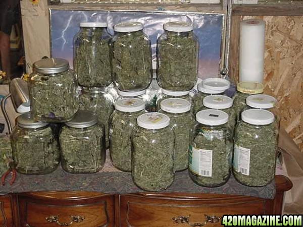 curing buds