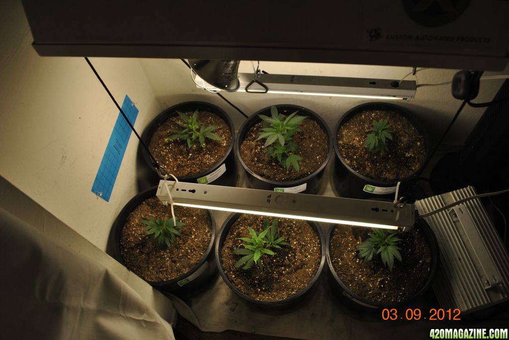 current crop 4th grow