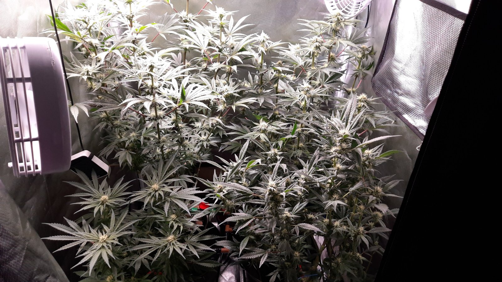 current grow 1_15_22.jpg