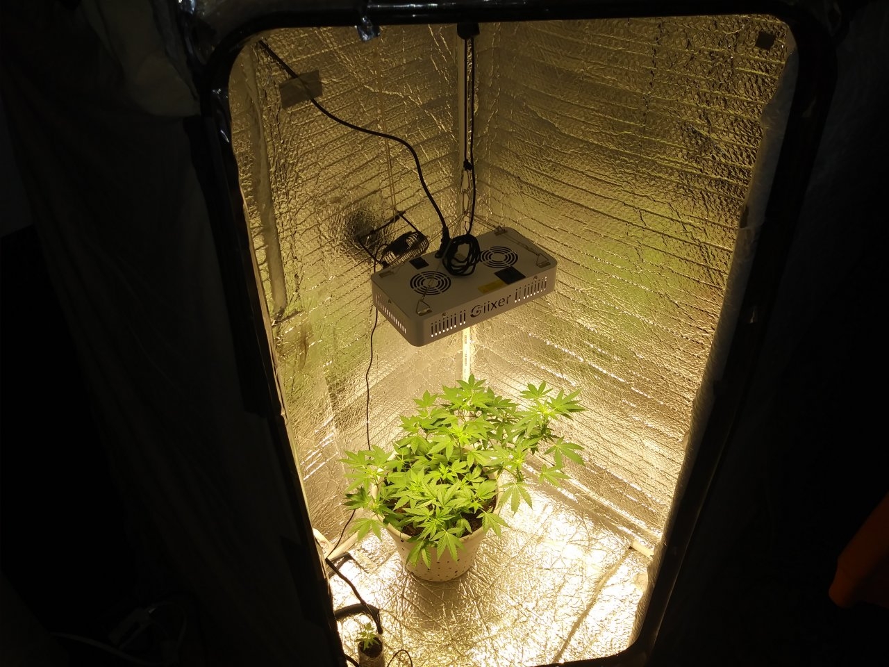 Current grow room roughly 3.5 ft  x 3.5 ft x 5.5 ft