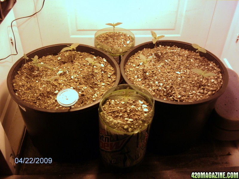 current lowryder grow