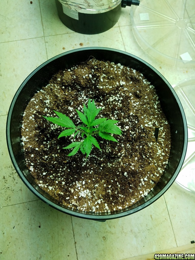 Current progress for my Hempy grow