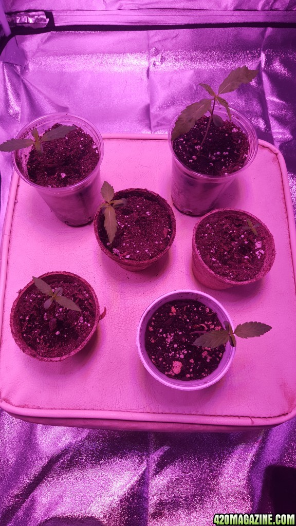 Current stage of seedlings