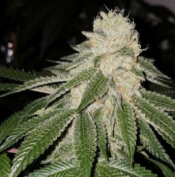 currylato-hanfsamen-cannabisseeds-plugseedbank-female.jpg