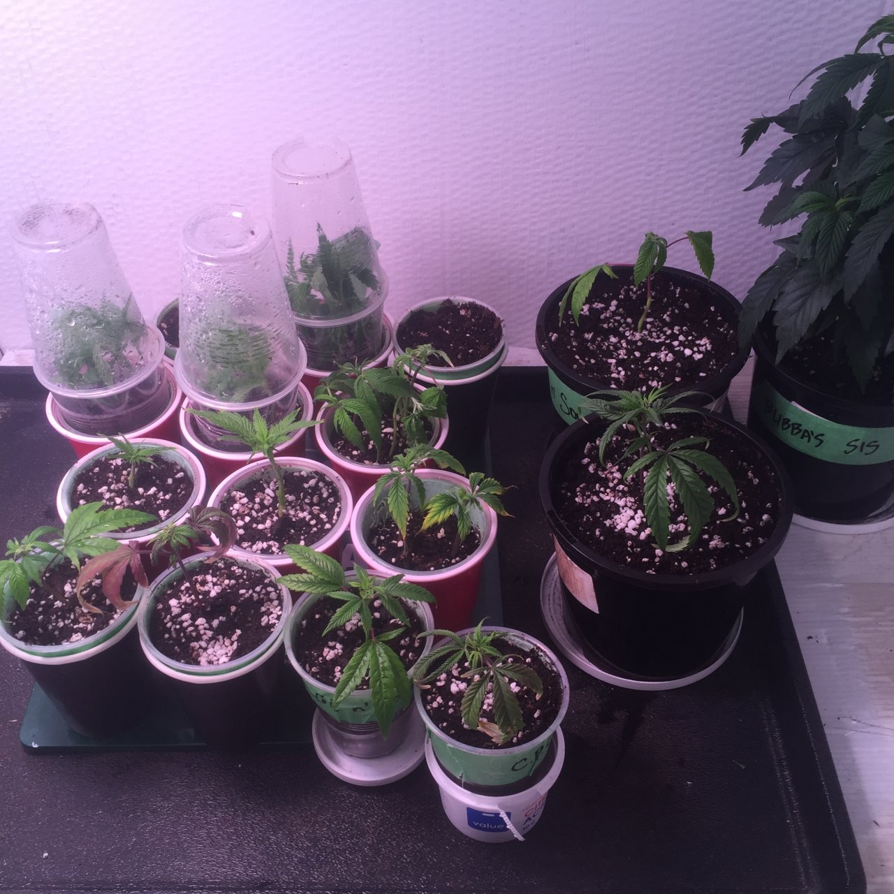 Cuttings and clones