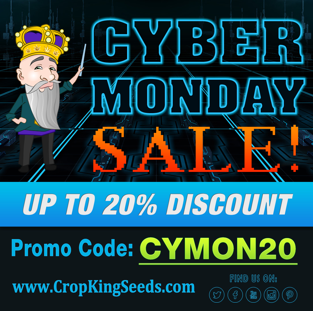 CYBER MONDAY PROMO