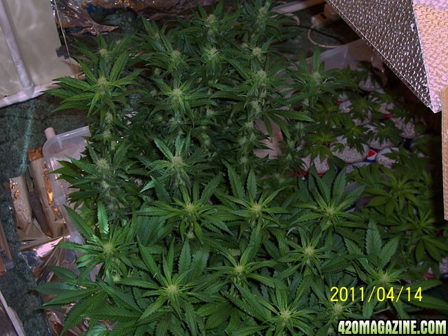 d25_canopy