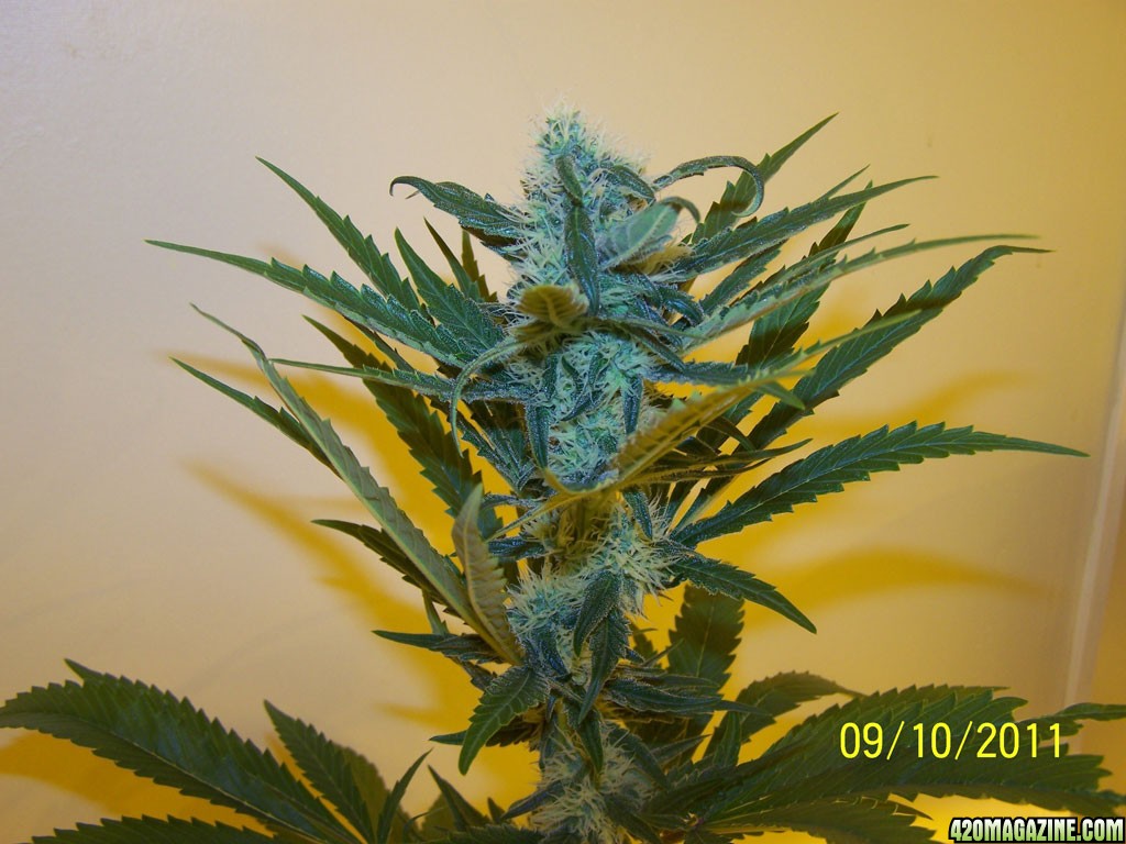 d31frost