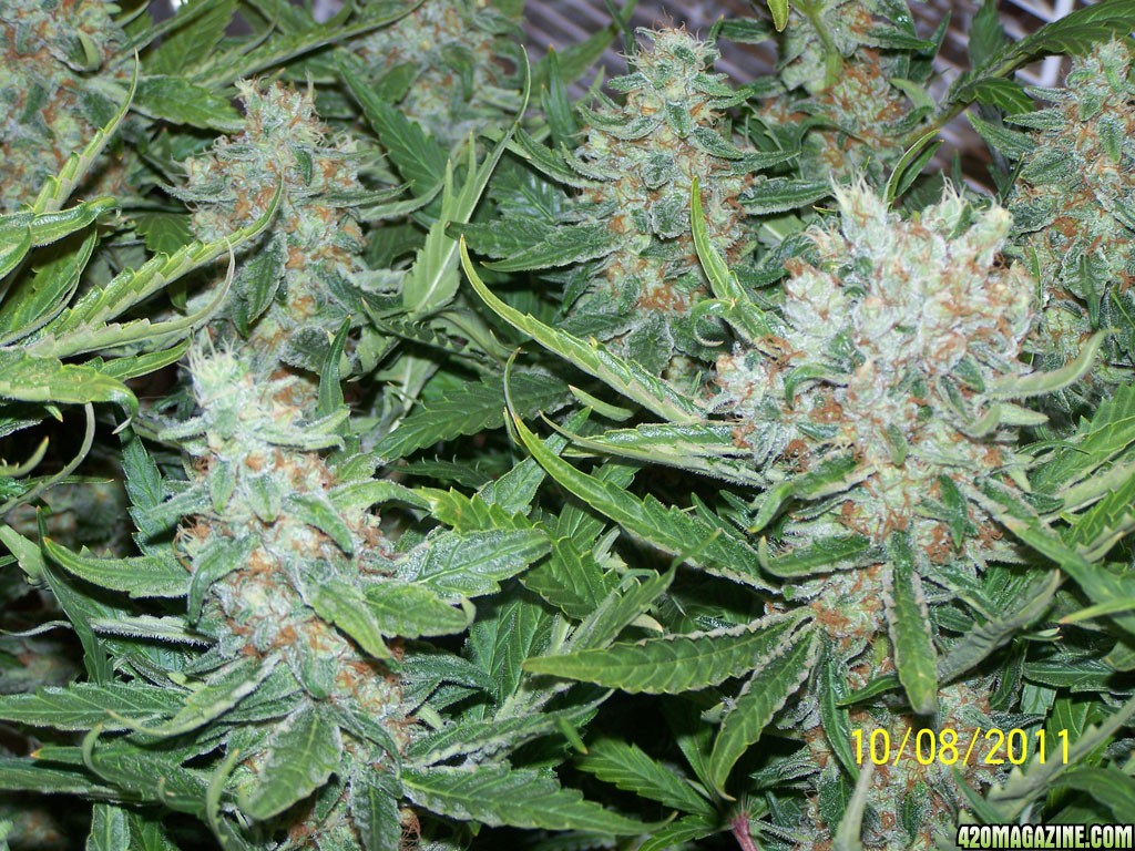 d60ripe2