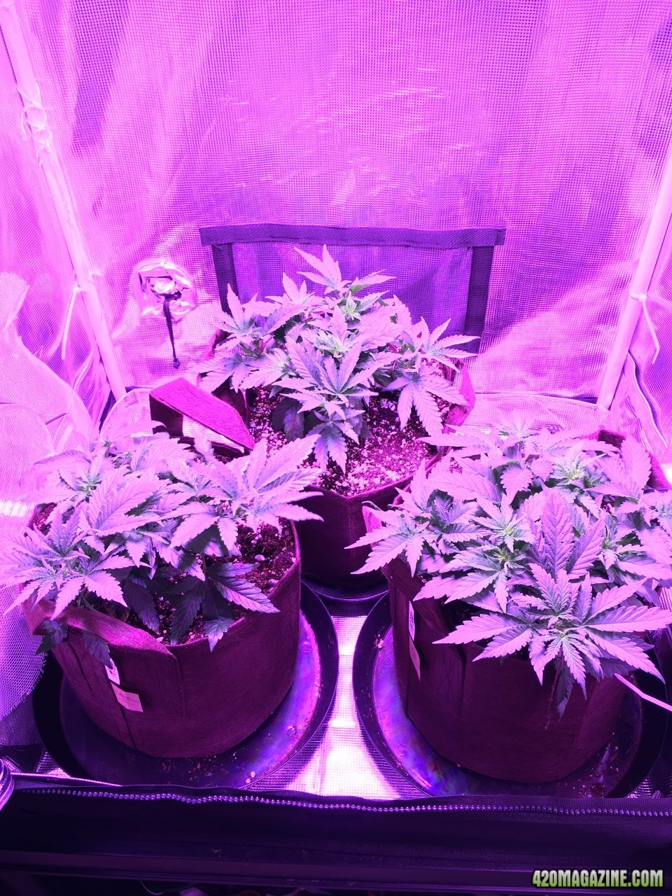 DA’s - Day 39