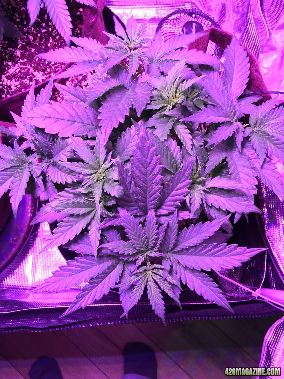 DA1 - Day 39