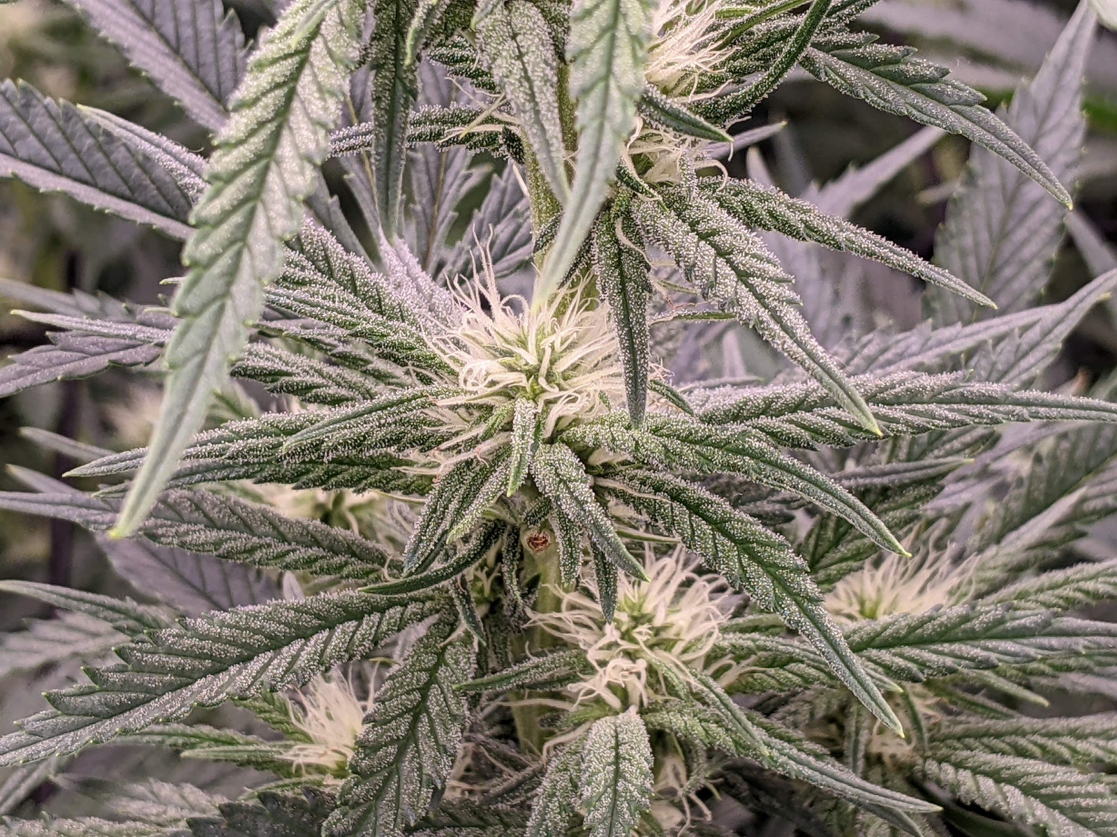 -dabbertglobberfieldherbies-seedsgrandmommy-purple.jpg