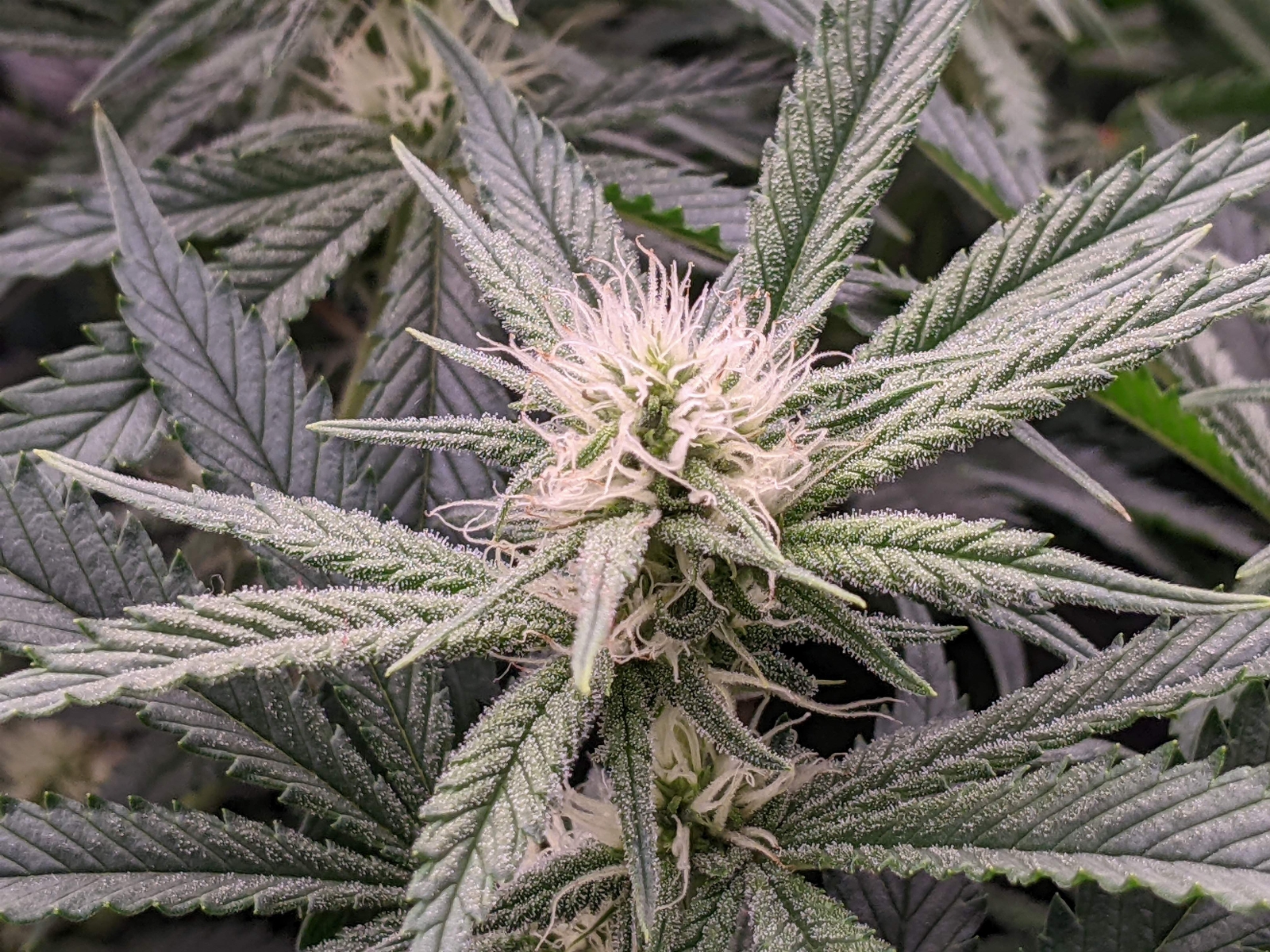 -dabbertglobberfieldherbies-seedsgrandmommy-purple.jpg