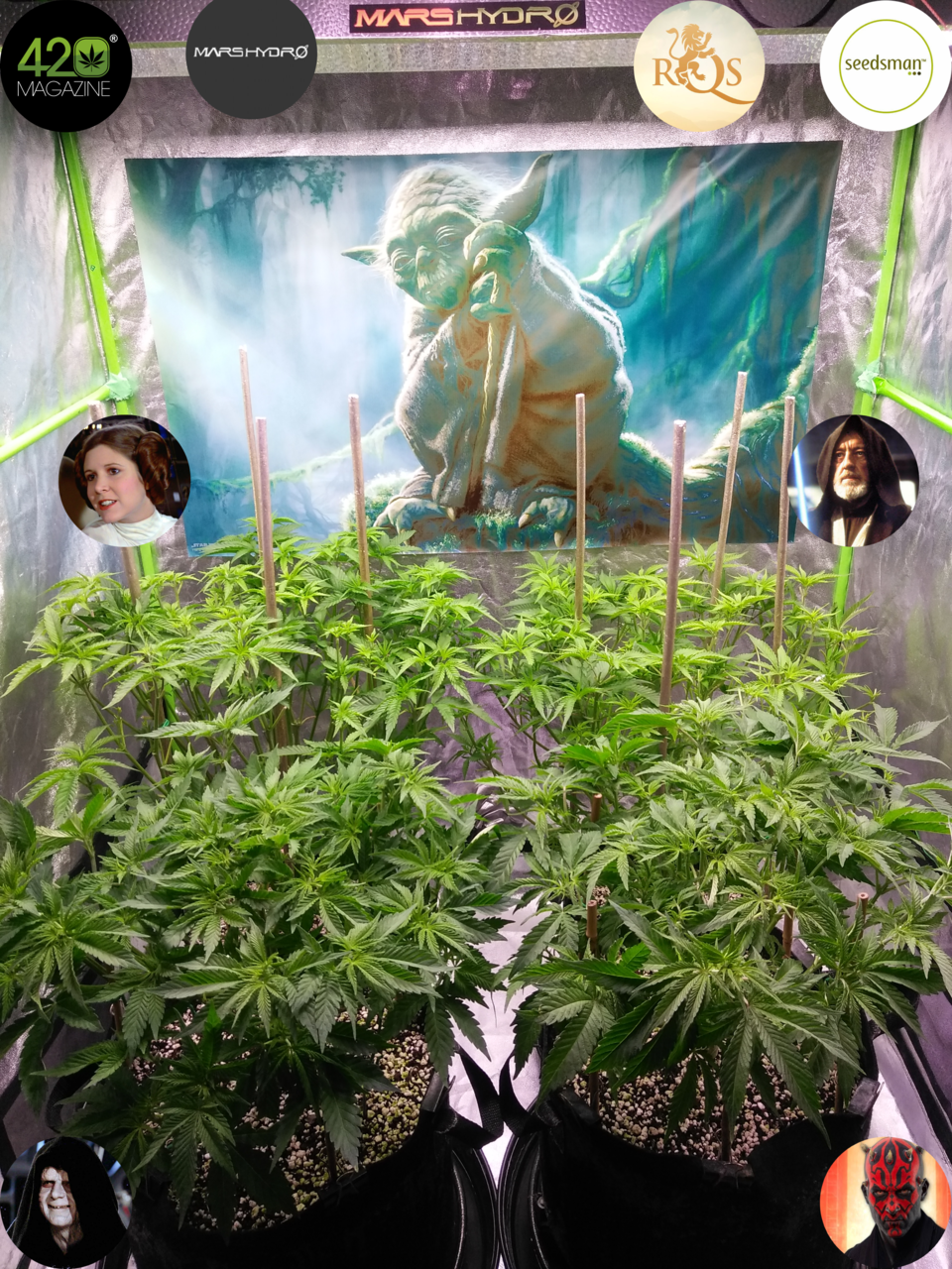 Dagobah Frost Forest - Group Photo