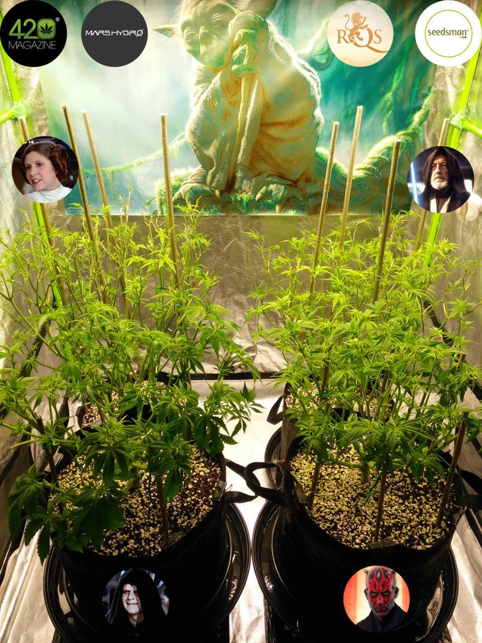 Dagobah Frost Forest - Group Photo