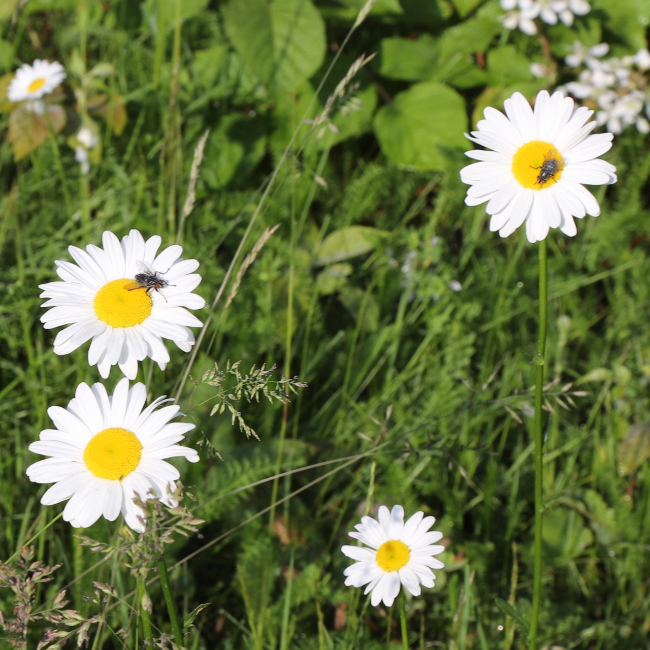 Daisy Lazing