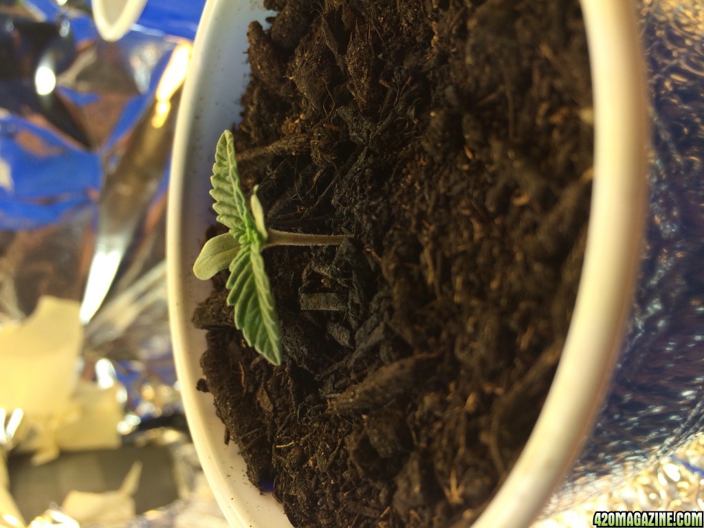 Dank bud seedlings