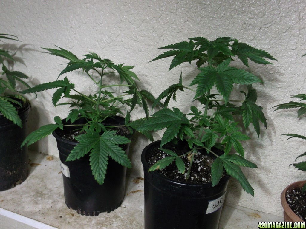 Dark Angel left White Cookies right