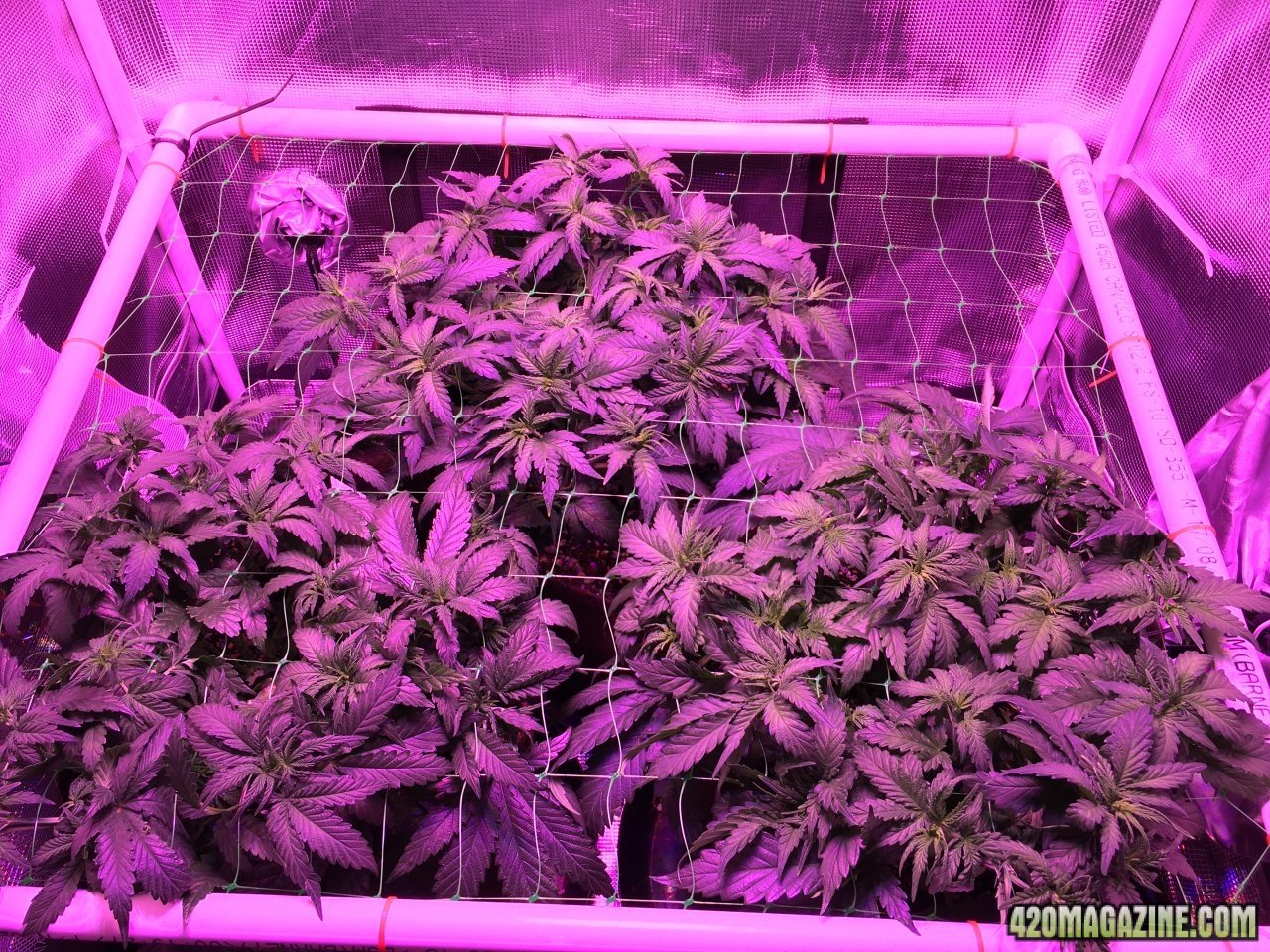 Dark Angels - Day 45