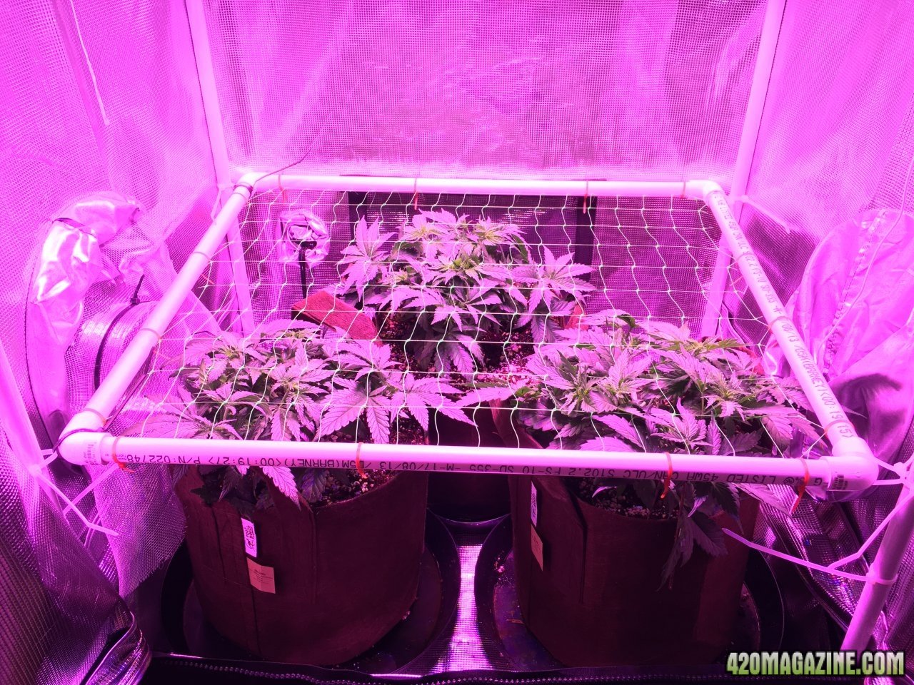 Dark Angels SCROG