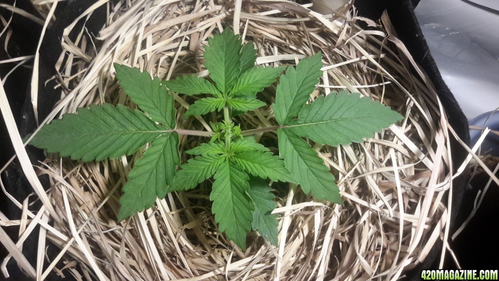 Dark Devil Auto (1)- Day 13