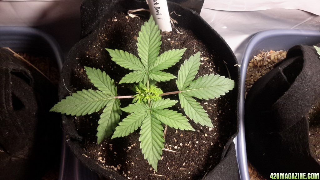 Dark Devil Auto (1) - Day 15