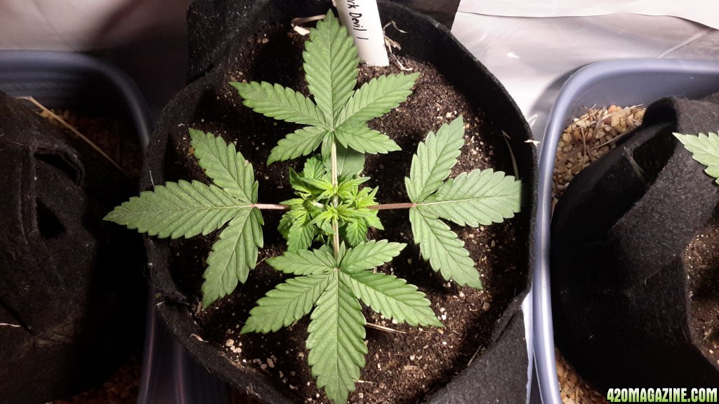 Dark Devil Auto (1)- Day 16