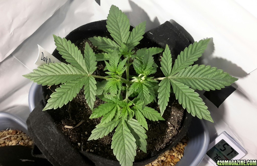 Dark Devil Auto (1) - Day 17