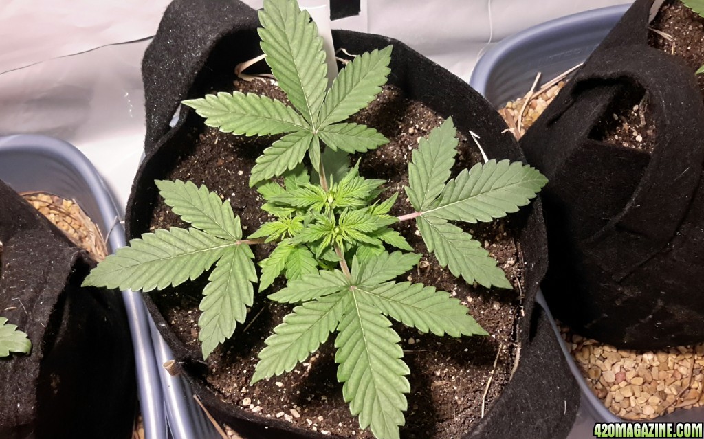 Dark Devil Auto (1) - Day 19