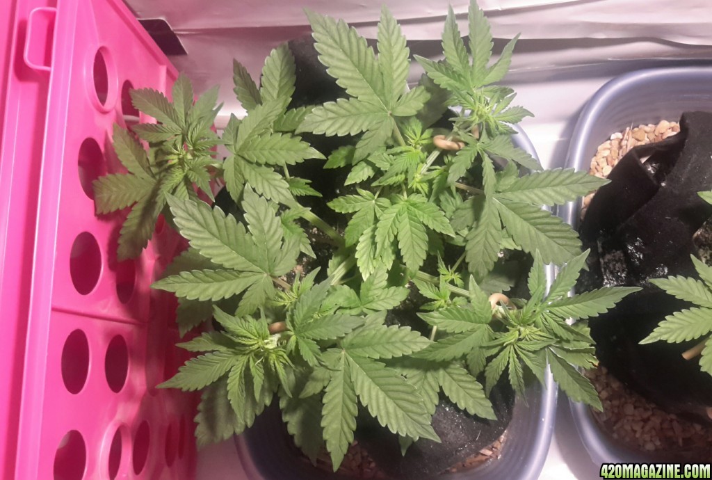 Dark Devil Auto (1) - Day 23